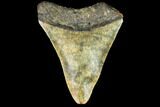 Bargain, Fossil Megalodon Tooth - North Carolina #109049-1